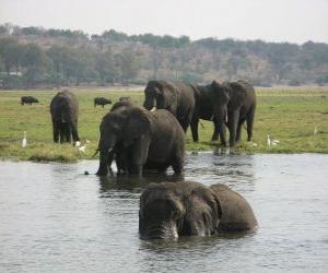 Rompicapo di Gruppo di elefanti in uno stagno nella savana