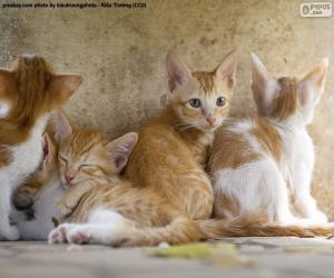 Rompicapo di Gruppo di gattini