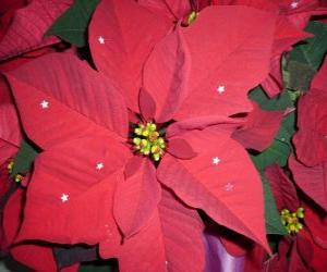 Rompicapo di Gruppo di poinsettie