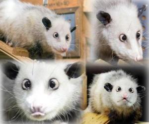 Rompicapo di Heidi, Zoo di Lipsia Opossum, Germania