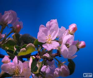 Rompicapo di I fiori di melo