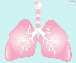 Rompicapo di I polmoni