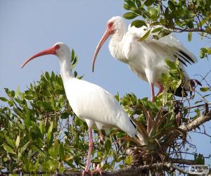 Rompicapo di Ibis bianco