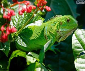 Rompicapo di Iguana verde