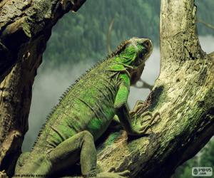 Rompicapo di Iguana