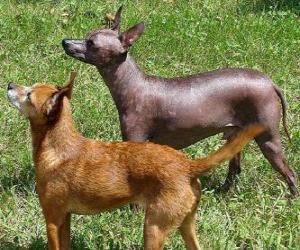 Rompicapo di Il cane nudo messicano o Xoloitzcuintle è una razza canina di taglia di 28-31 cm e peso sui 4-8 kg.