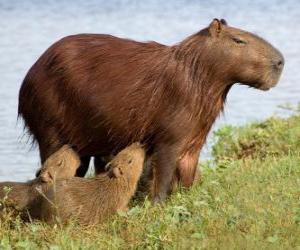 Rompicapo di Il capibara è il roditore di maggiori dimensioni attualmente esistent