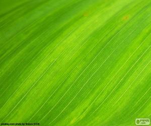 Rompicapo di Il colore verde