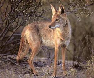 Rompicapo di Il coyote