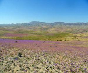 Rompicapo di Il deserto di Atacama in Cile florida