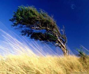Rompicapo di Il forte vento colpisce un albero