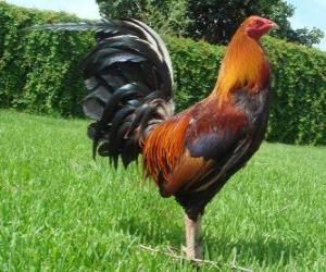 Rompicapo di Il gallo