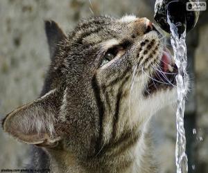 Rompicapo di Il gatto beve l'acqua