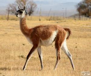 Rompicapo di Il guanaco