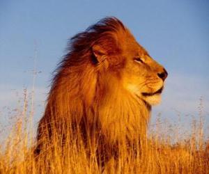 Rompicapo di il leone maschio con la criniera