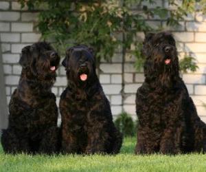 Rompicapo di Il Terrier Nero Russo, o Tchiorny terrier, è una della più recenti razze canine