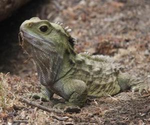 Rompicapo di Il Tuatara sono rettili endemiche delle isole circostanti in Nuova Zelanda