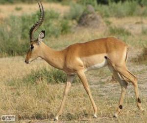 Rompicapo di Impala