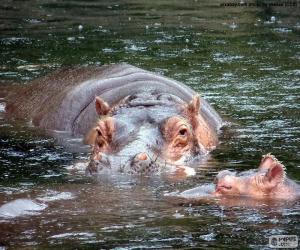 Rompicapo di Ippopotami in acqua