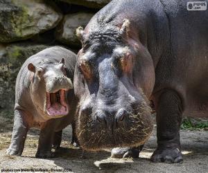 Rompicapo di Ippopotamo accanto al loro allevamento