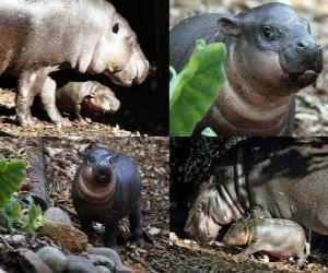 Rompicapo di Ippopotamo pigmeo al Taronga Zoo