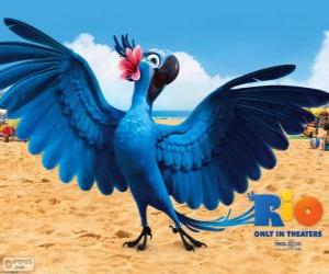 Rompicapo di Jewel è un ara bellissima femmina nel film Rio