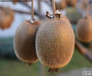 Rompicapo di Kiwi nell'albero