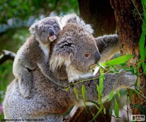 Rompicapo di Koala arrampicarsi su un albero