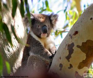 Rompicapo di Koala in un albero