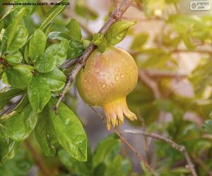 Rompicapo di La granata sull'albero