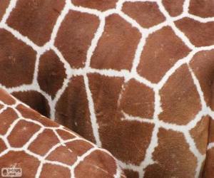 Rompicapo di La pelle delle giraffe