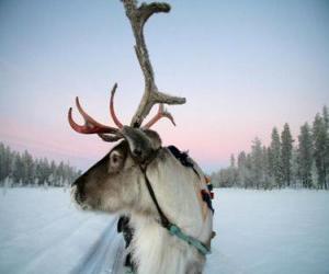 Rompicapo di La renna di Natale tirando una slitta