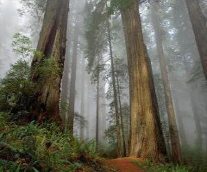 Rompicapo di La sequoia gigante