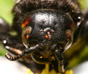 Rompicapo di La testa di vespa