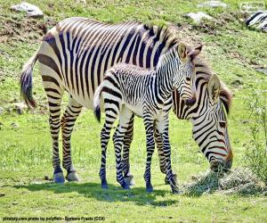 Rompicapo di la zebra del bambino e sua madre