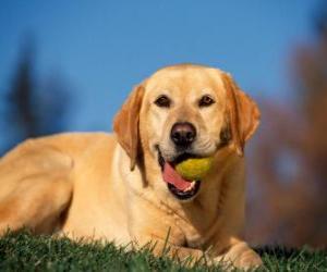 Rompicapo di Labrador Retriever, con una palla in bocca