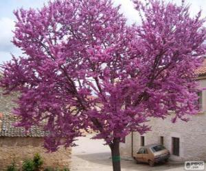 Rompicapo di L'albero di Giuda o di Giudea