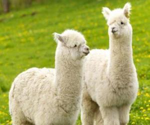 Rompicapo di L'alpaca è una specie domestiche