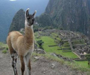 Rompicapo di Lama, l'animale più conosciuta dell'antico impero Inca