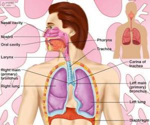 Rompicapo di L'apparato respiratorio (inglese)