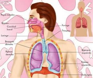 Rompicapo di L'apparato respiratorio (spagnolo)