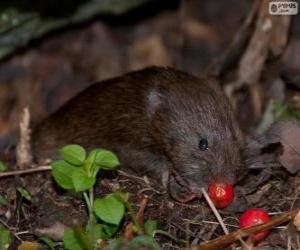 Rompicapo di L'arvicola acquatica europea o ratto d'acqua