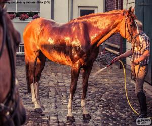 Rompicapo di Lavare un cavallo