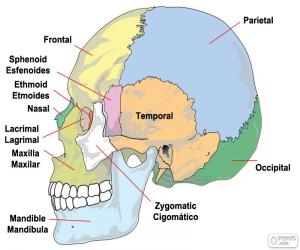 Rompicapo di Le ossa del cranio umano