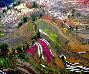 Rompicapo di Le terrazze di Yunnan, Cina