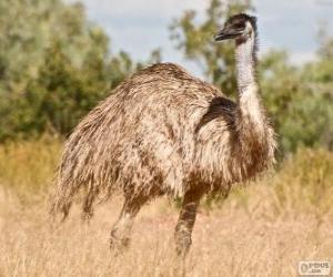 Rompicapo di L'emù è il secondo uccello più grande