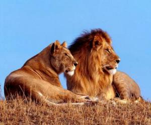 Rompicapo di Leone e leonessa