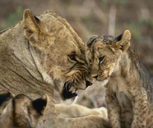 Rompicapo di leonessa con i suoi giovani