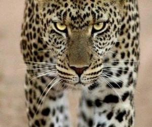 Rompicapo di Leopard