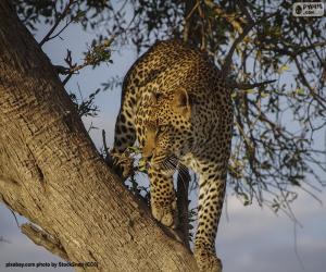 Rompicapo di Leopardo o pantera sul ramo di un albero